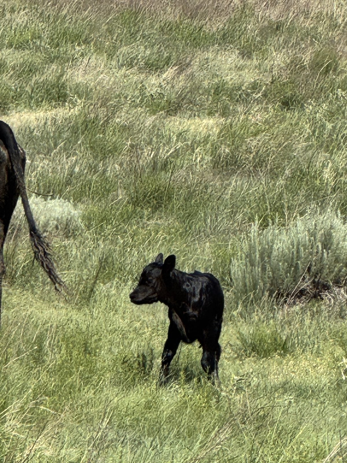 Ellison Land and Cattle cow and calf on native grass, Texas Panhandle