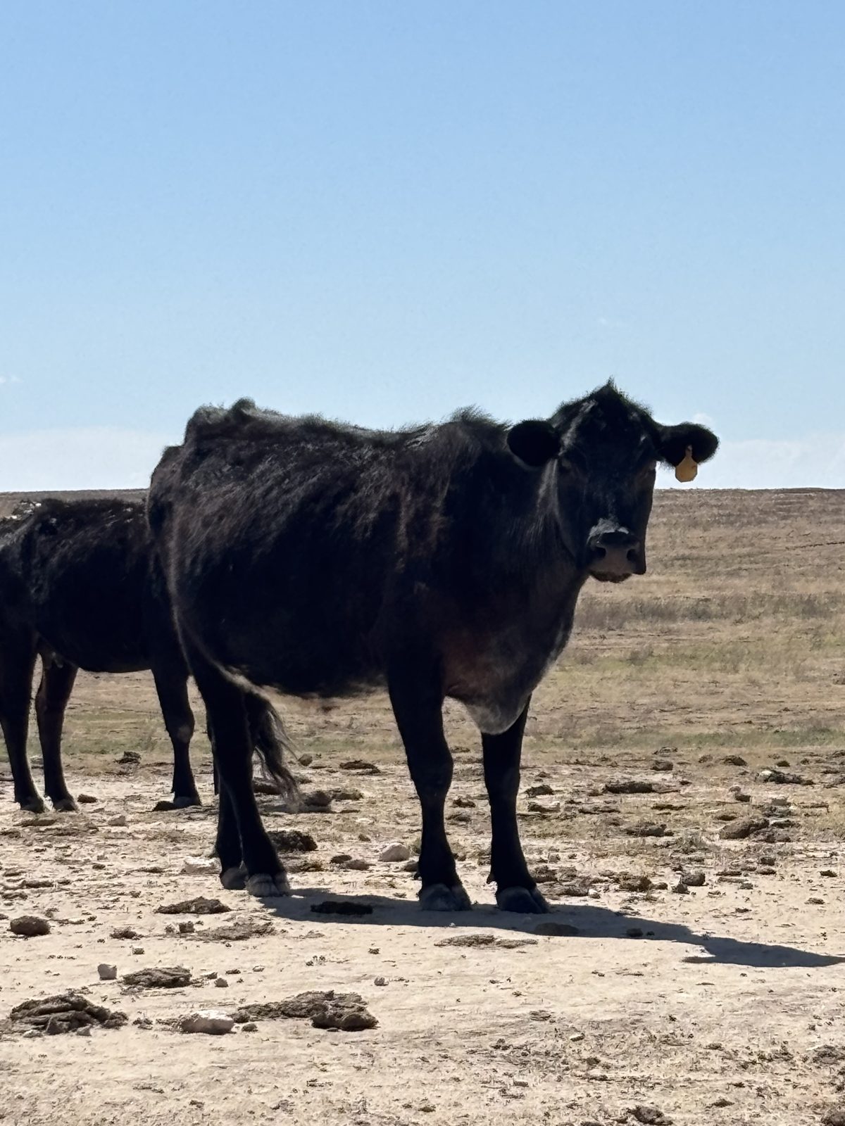Black Angus cow in the Ellison herd, Texas Panhandle