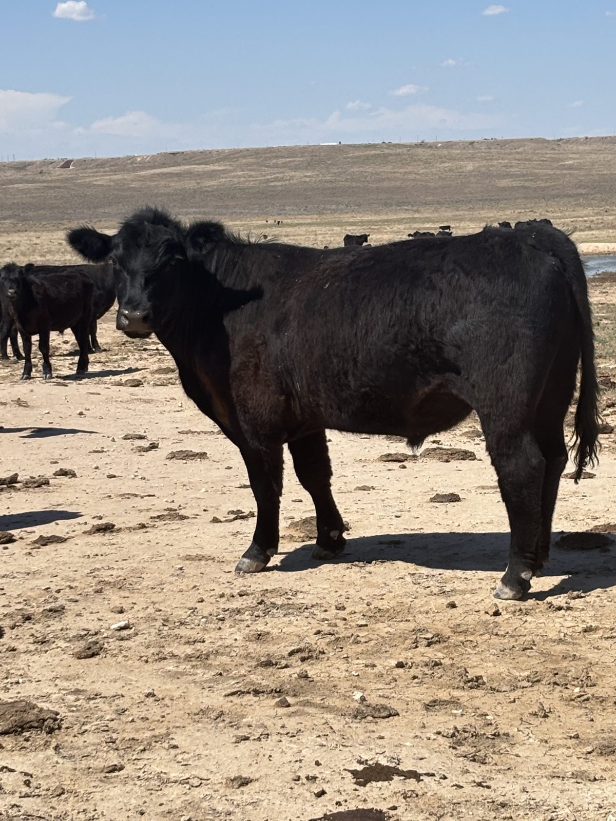 Black Angus cow in the Ellison herd, Texas Panhandle
