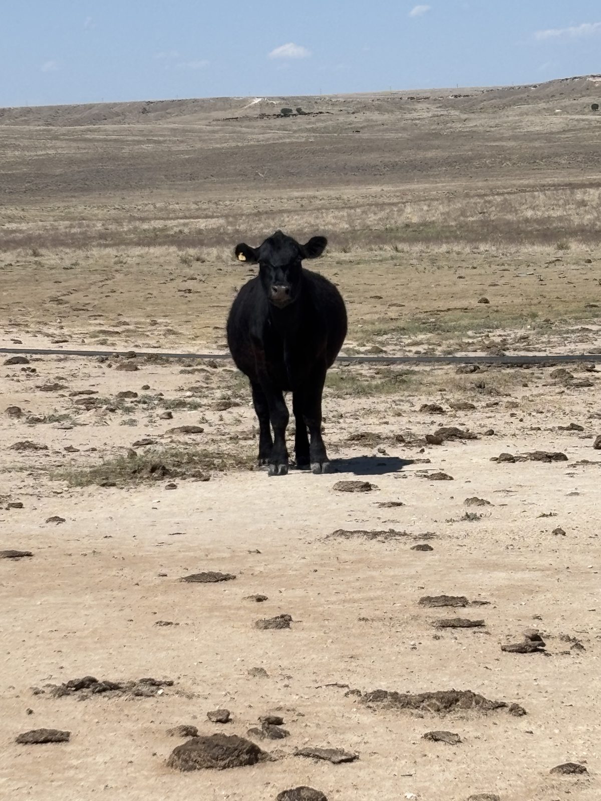 Ellison family cattle on native grass, Texas Panhandle
