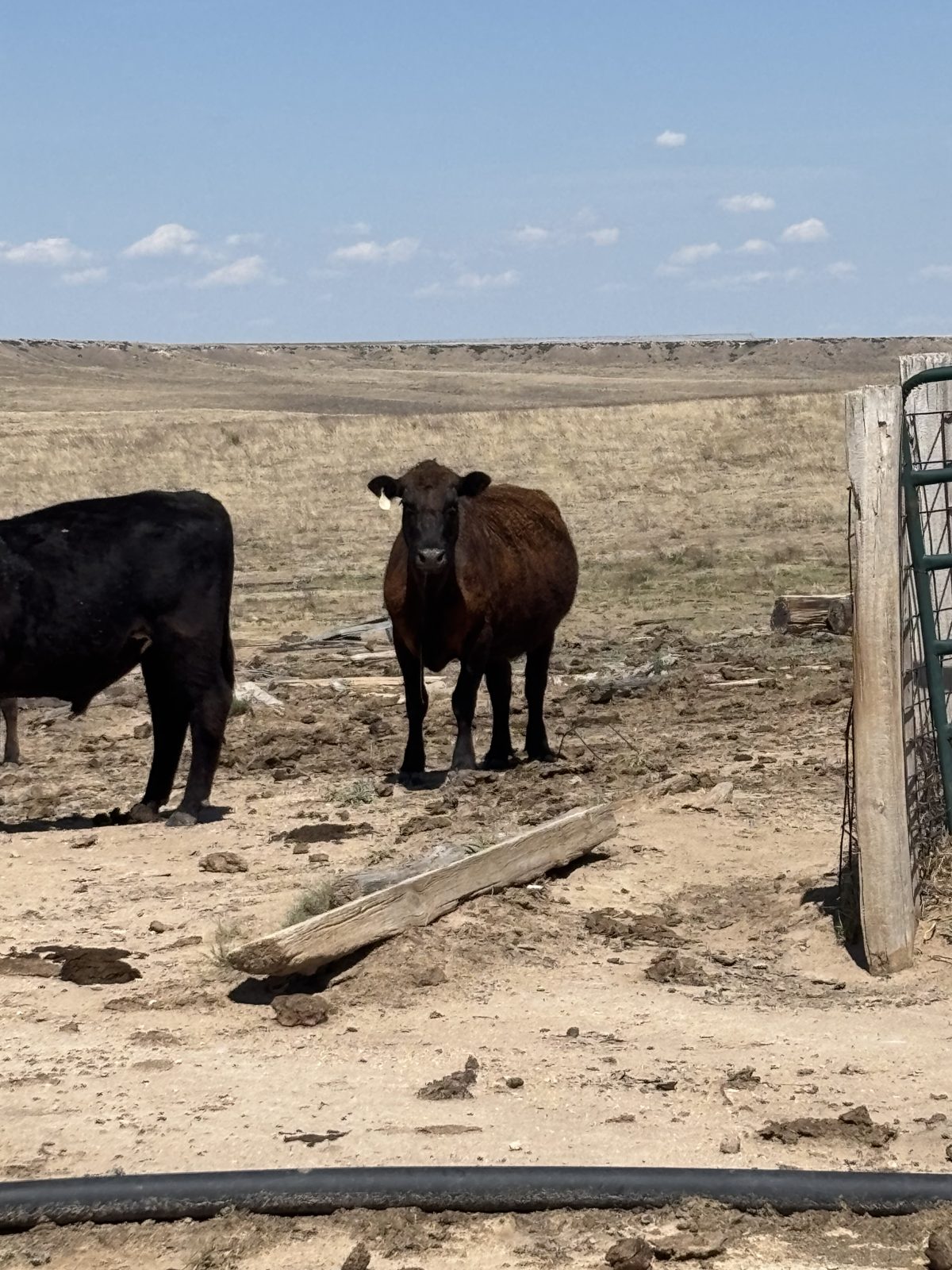 Ellison family cattle on native grass, Texas Panhandle