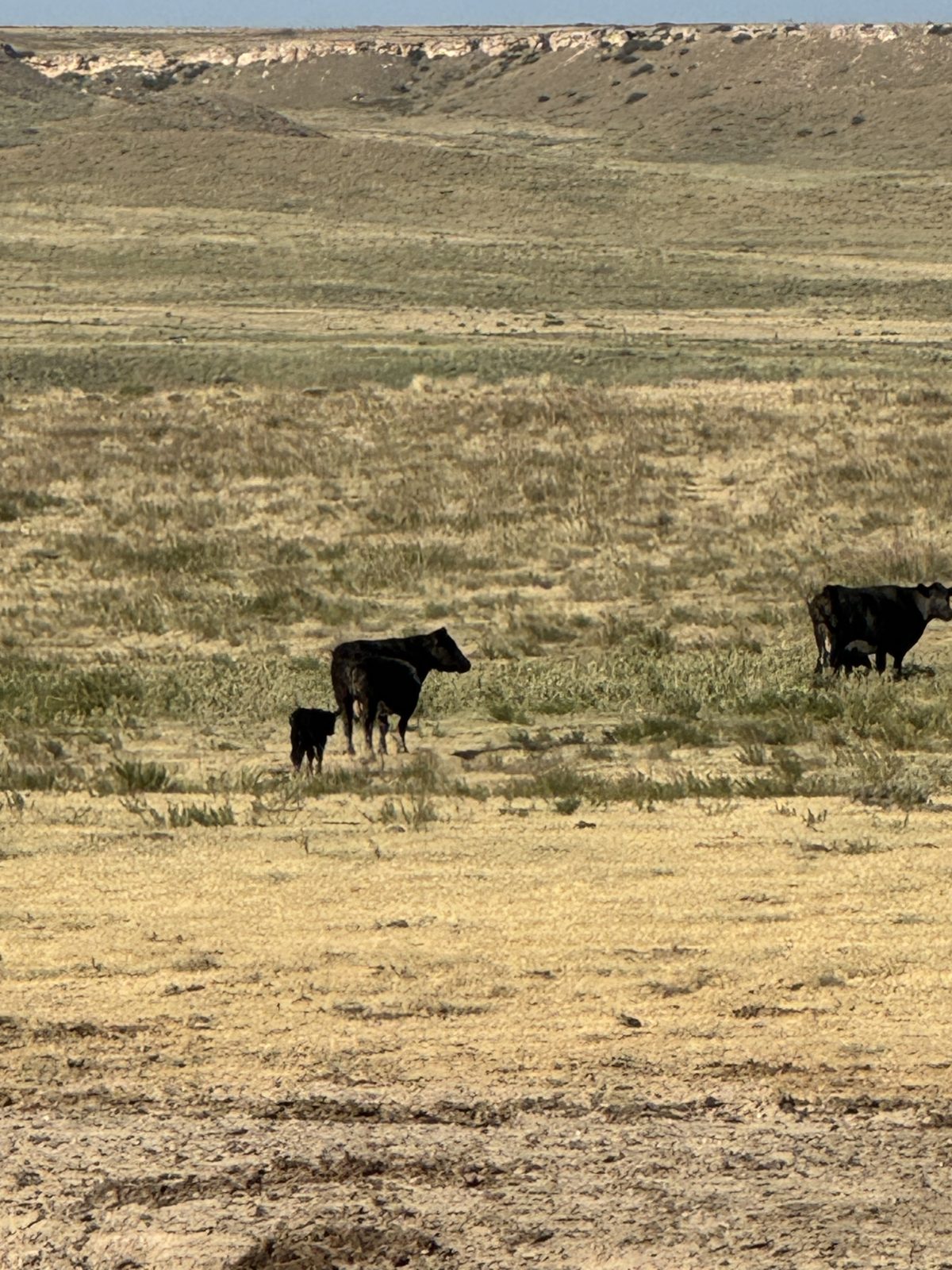 Ellison family cattle on native grass, Texas Panhandle