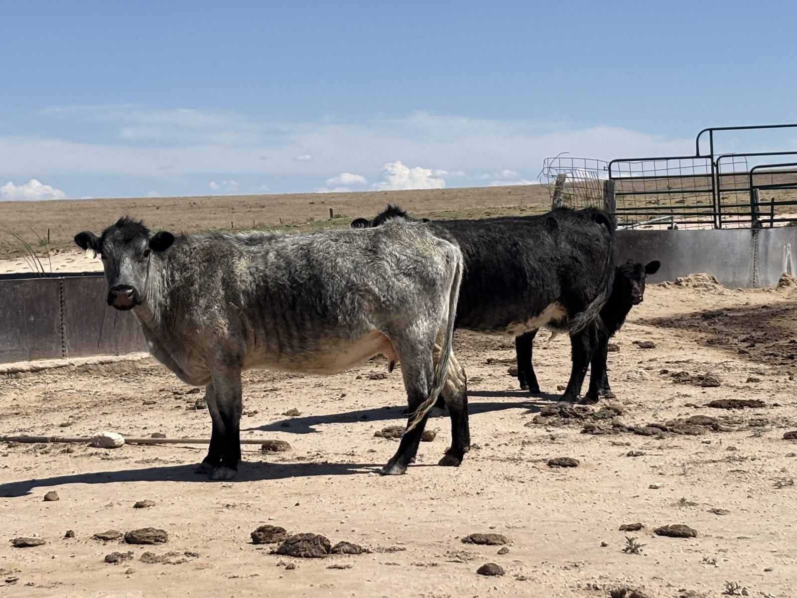 Working pens and corrals on the Ellison ranch, Texas Panhandle