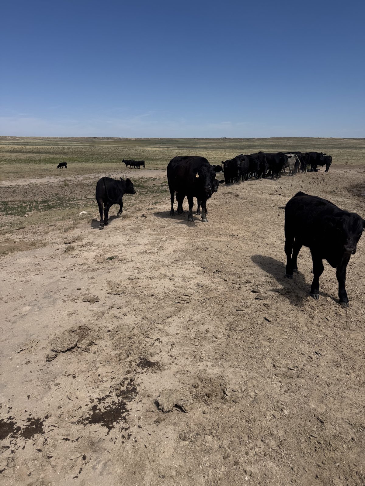 Ellison cattle moving along a ranch trail, Texas Panhandle