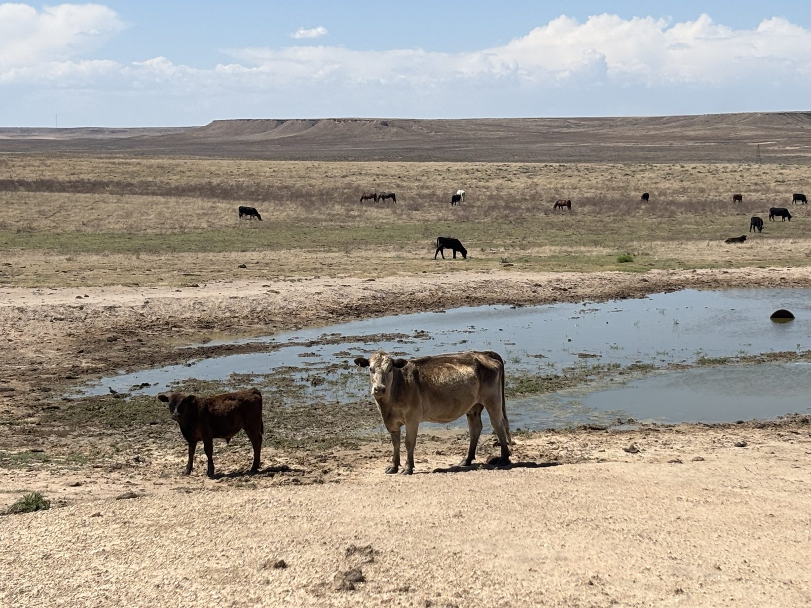 Ellison family cattle on native grass, Texas Panhandle