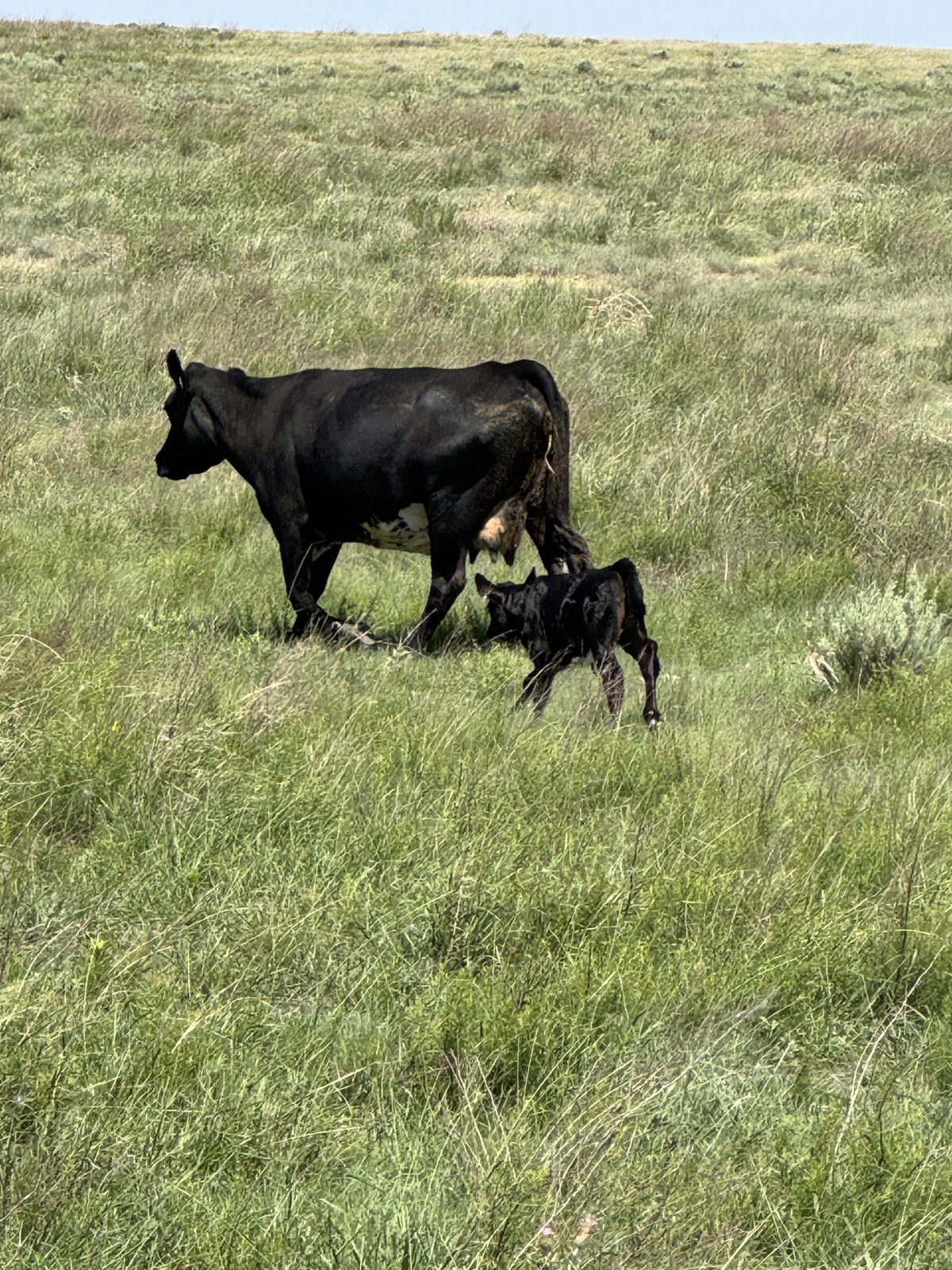 Ellison Land and Cattle cow and calf on native grass, Texas Panhandle