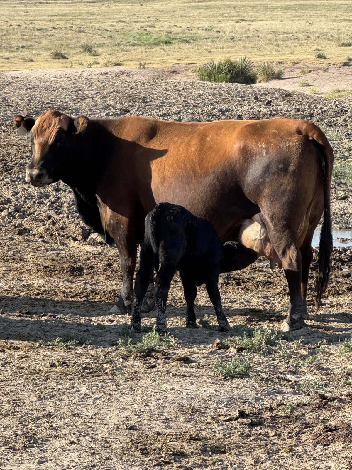 Ellison Land and Cattle cow and calf on native grass, Texas Panhandle