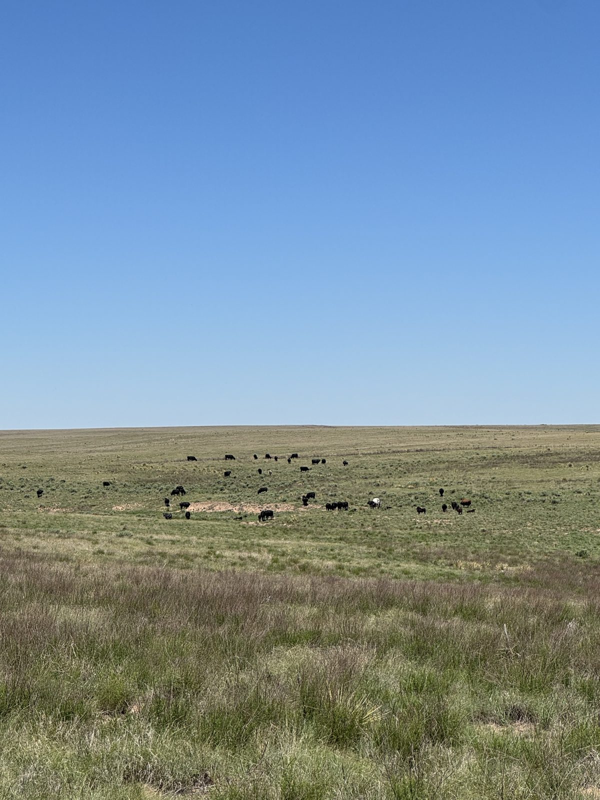 Ellison herd grazing open rangeland, Texas Panhandle