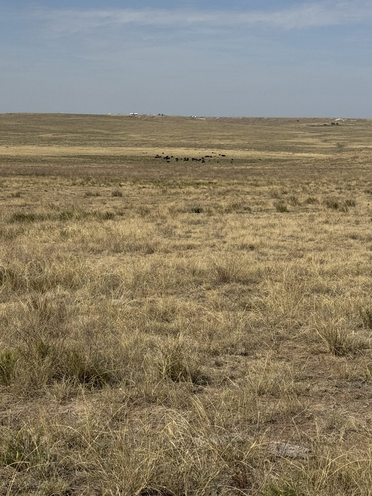 Ellison herd on dry native pasture, Texas Panhandle