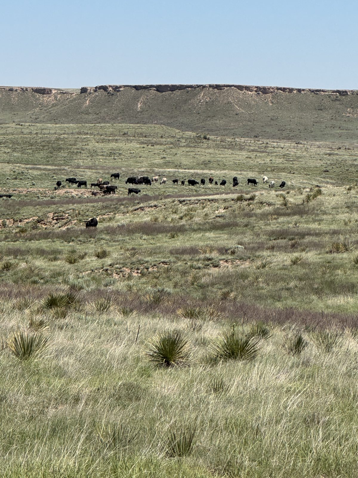 Ellison cattle grazing below the caprock mesa, Texas Panhandle