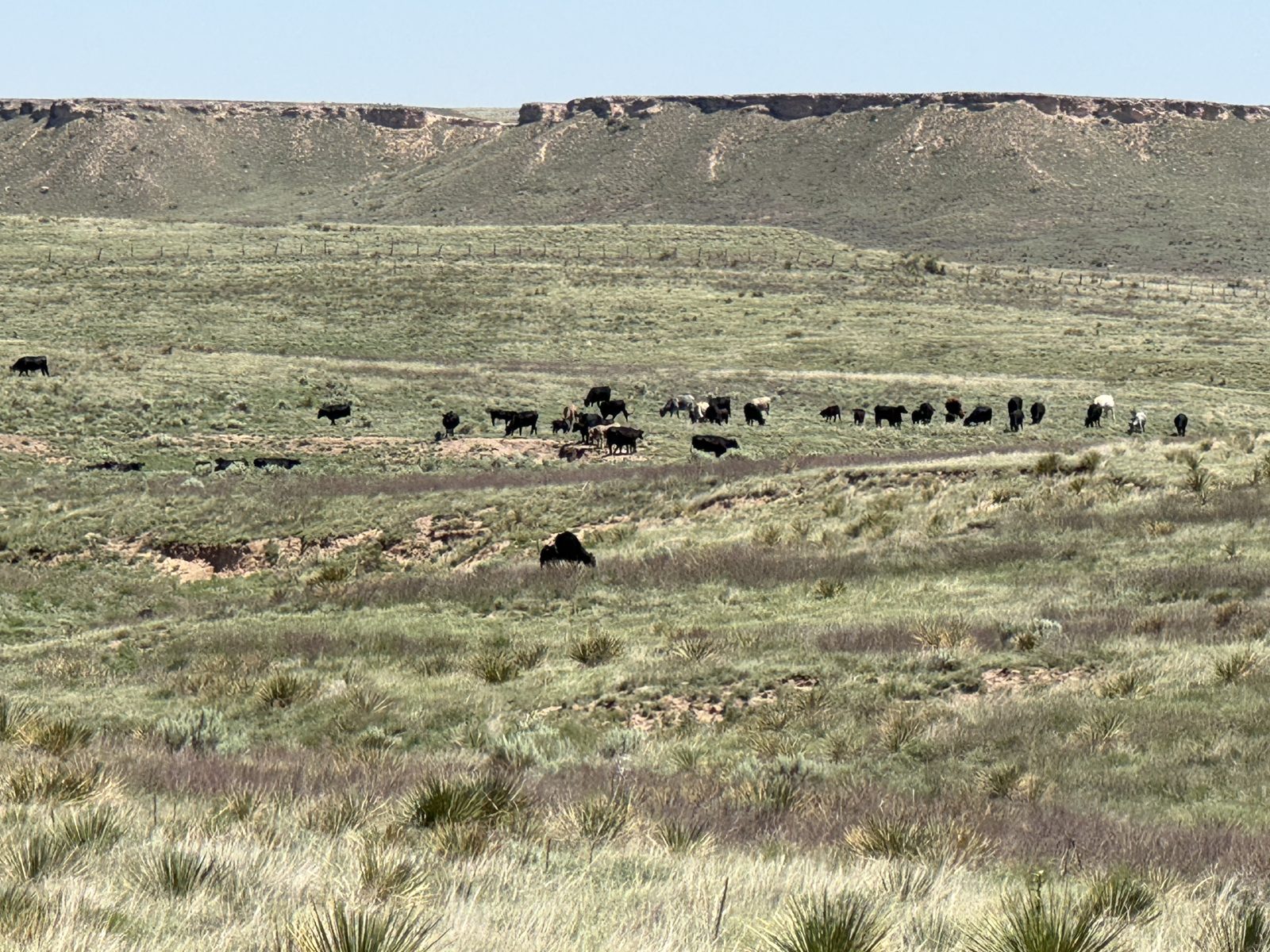 Ellison cattle grazing below the caprock mesa, Texas Panhandle