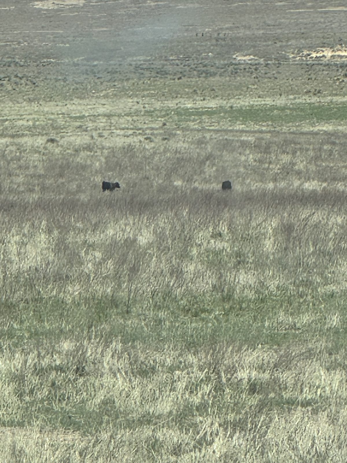 Native and CRP grass on the Ellison ranch pasture, Texas Panhandle