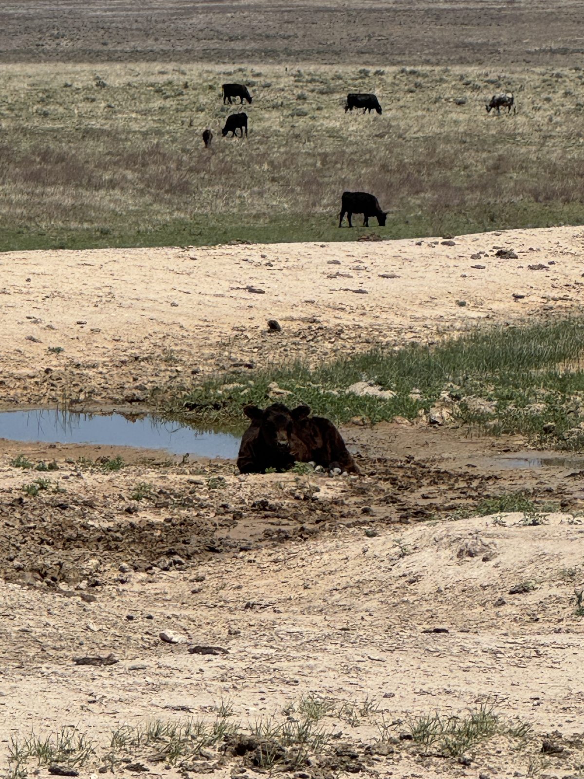 Livestock water on the Ellison ranch, Texas Panhandle