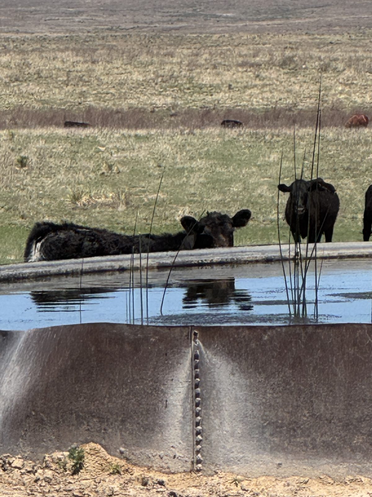 Livestock water on the Ellison ranch, Texas Panhandle
