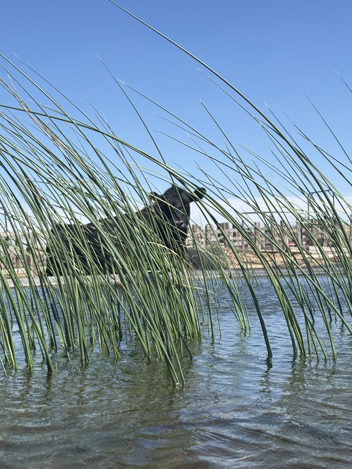 Livestock water on the Ellison ranch, Texas Panhandle