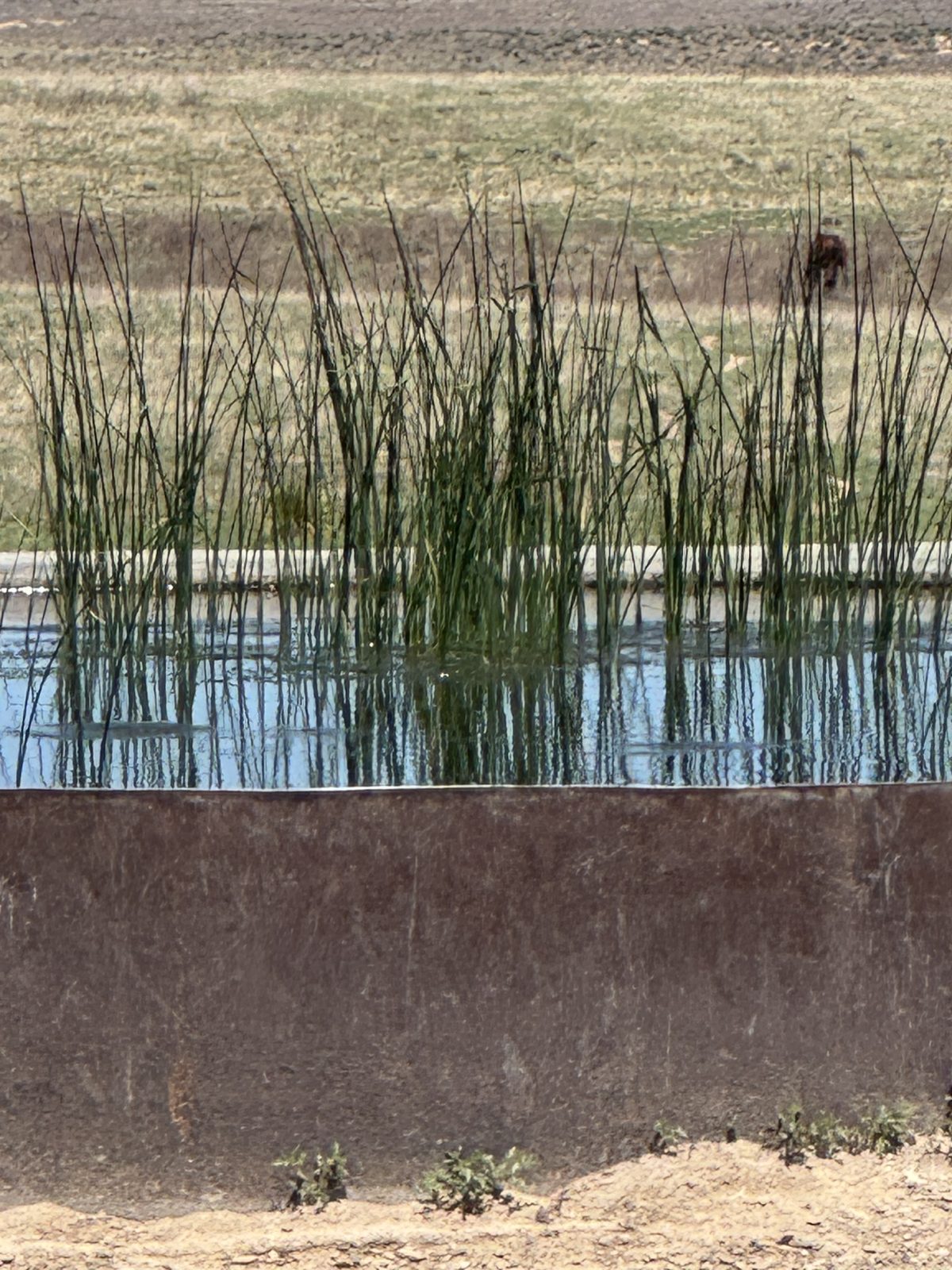 Livestock water on the Ellison ranch, Texas Panhandle